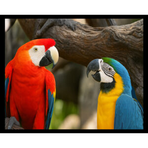 Macaws