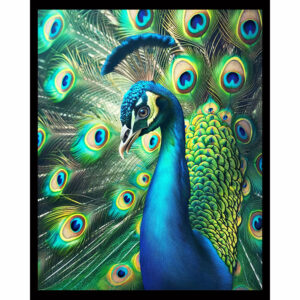 Majestic Peacock