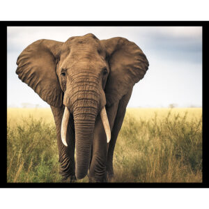 Matriarch Elephant