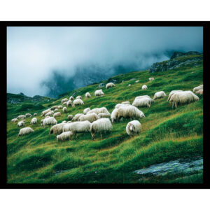 Misty Grazing