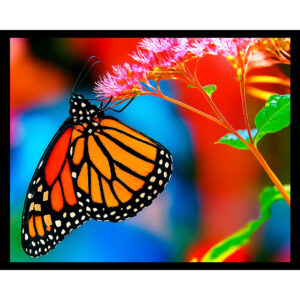 Monarch Butterfly