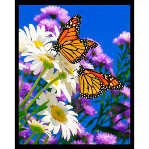 Monarchs