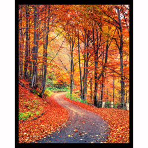 Mountain Forest