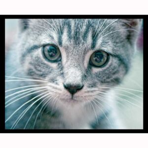 Mr. Whiskers