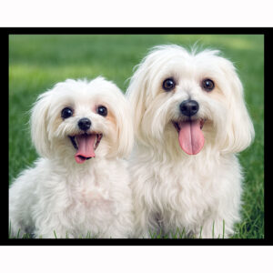 Mutt and Jeff