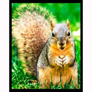 Nuts for Nuts