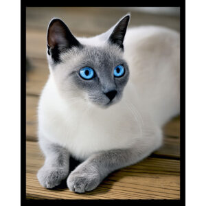 Old Blue Eyes