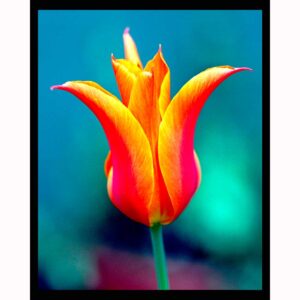 One Tulip