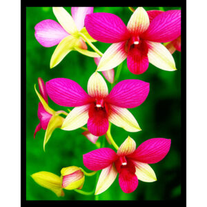Orchids