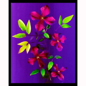 Organics - Clematis