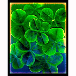 Organics - Clover