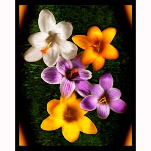 Organics - Crocus