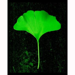 Organics - Ginkgo