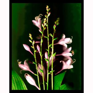 Organics - Hostas