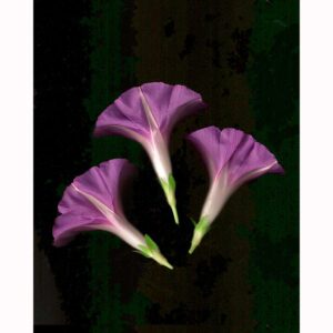Organics - Morning Glories