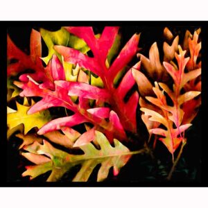 Organics - Red Oak