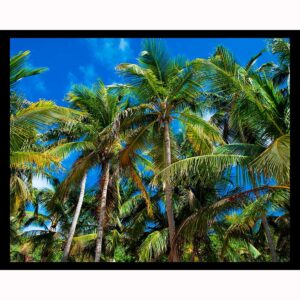 Palm Trees