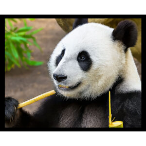 Panda Bear
