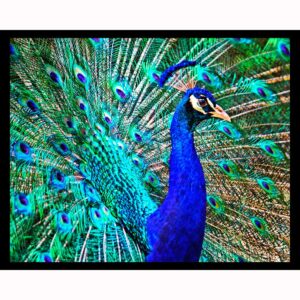 Peacock