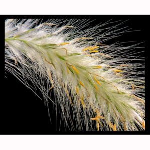 Pennestium