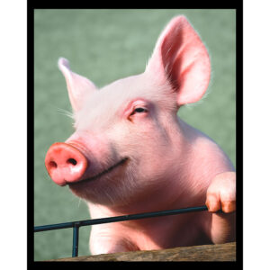 Pink Pig