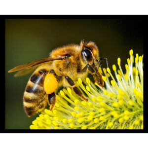 Pollen Hunt