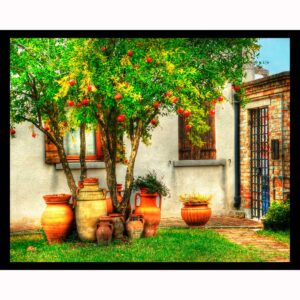 Pomegranite Tree