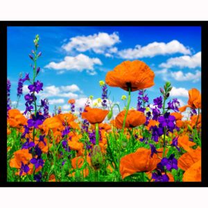 Poppies in Meadow