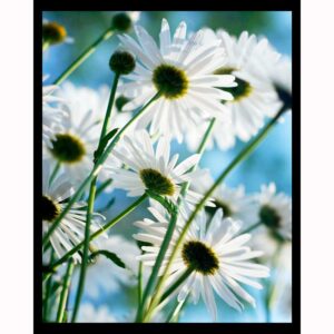 Pushing Daisies