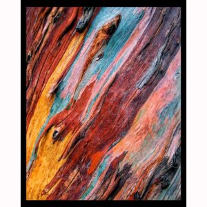 Rainbow Eucalyptus