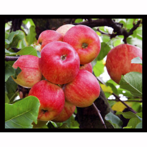 Red Apples