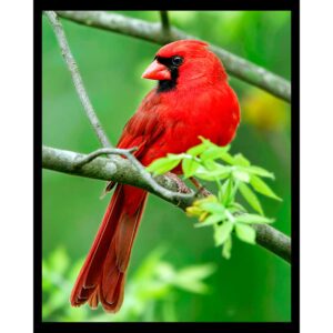 Red Bird