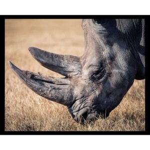 Rhinoceros