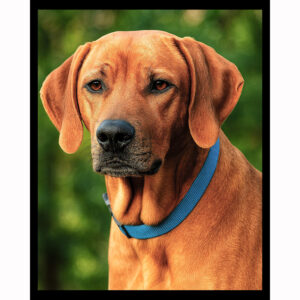 Rhodesian Ridgeback
