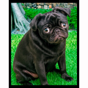 Sad Pug