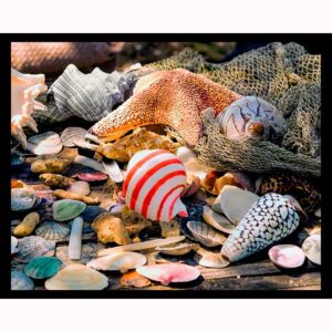 Seashells and Net