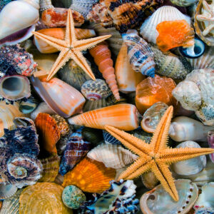 Shell Collection Sunscreen