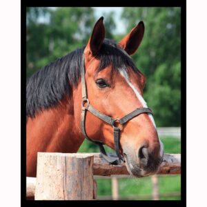 Sorrel Horse