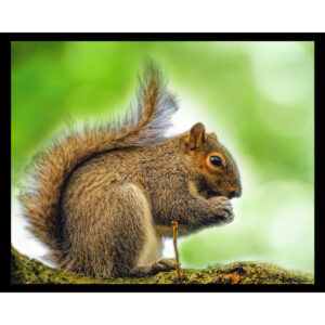 Squirrel on Branch