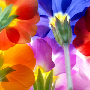 Summer Colors Sunscreen