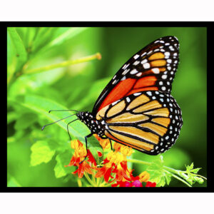 Summer Monarch
