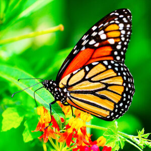 Summer Monarch Sunscreen