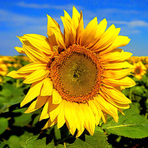 Sunflower Field Sunscreen
