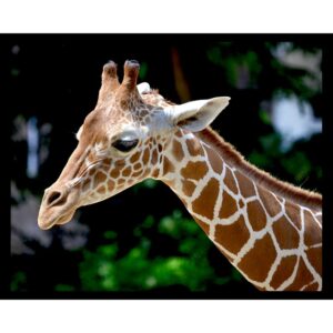 Sweet Giraffe