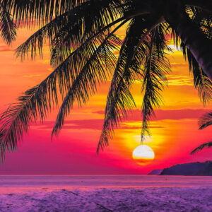 Tropical Silhouette Sunscreen