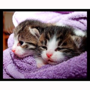 Tucked In