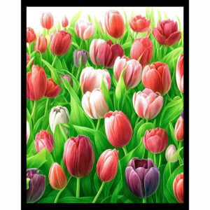 Tulip Radiance