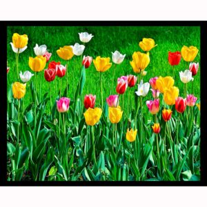 Tulips