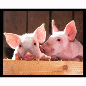 Two Piggies
