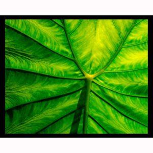 Veins of Life